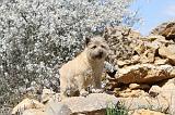 CAIRN TERRIER 115